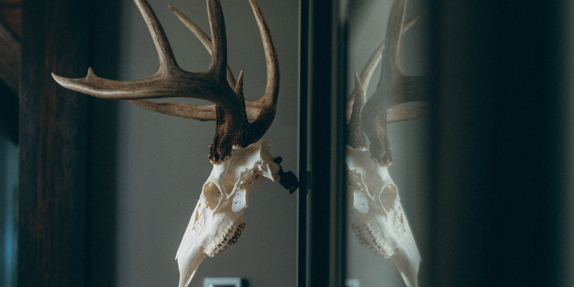 Shoulder Mount or Euro Mount for Your Whitetail?