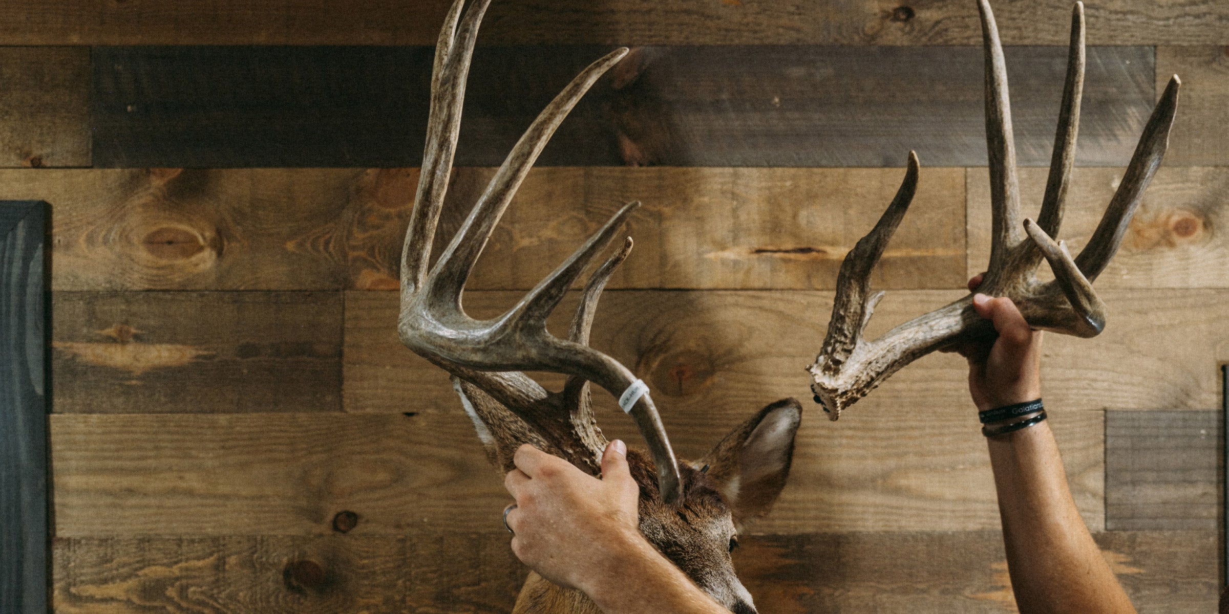 Taxidermists Hate This Mounting System (And Hunters Love It)