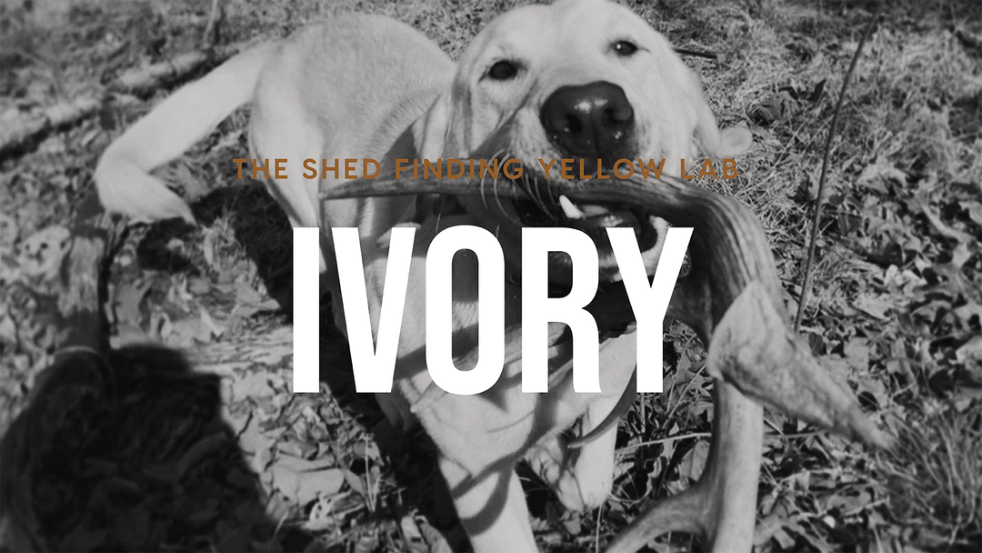 THE SHED FINDING YELLOW LAB: IVORY