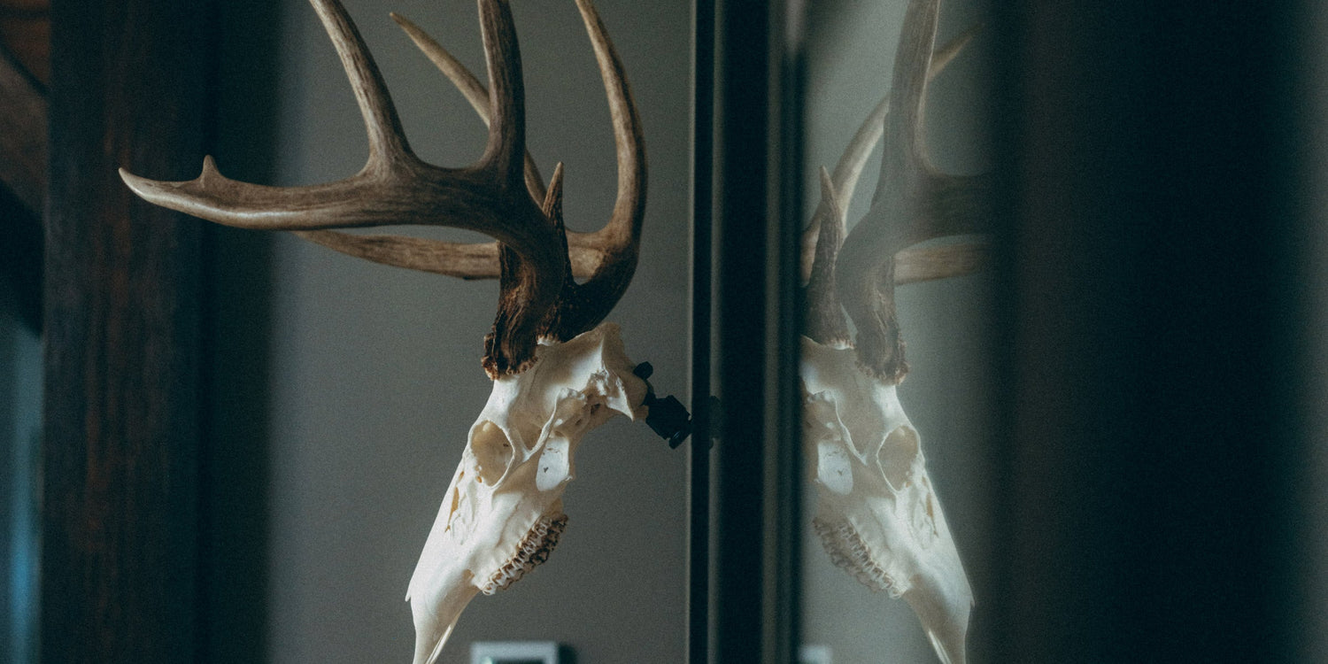 Shoulder Mount or Euro Mount for Your Whitetail?