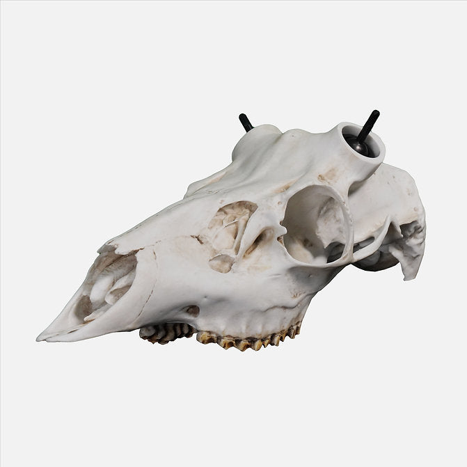 Muley Skull - (Hand Painted, Hyper-realistic) – RACK HUB®