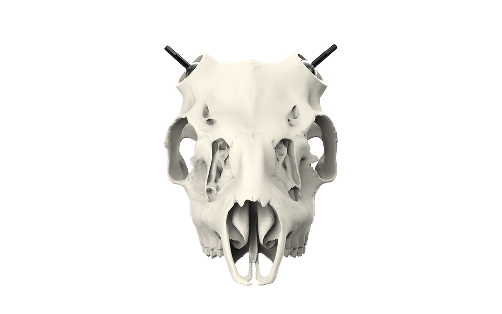 Muley Skull - (Unpainted)