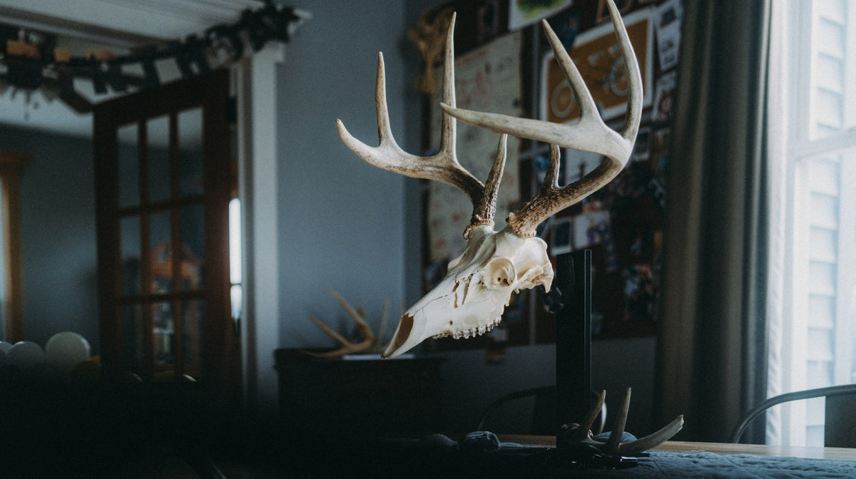 Look At That Rack RACK HUB® Premium Displays for Antlers & Euro Mounts | Wall Worthy